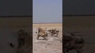 The Lion King | Lioness VS Wild Dogs 😱🔥 #shorts #short #viral