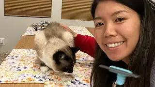Pet Grooming Brush for Short Medium Long Fur Review and Demonstration