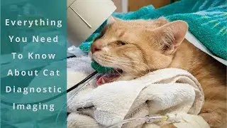 Everything You Need To Know About Cat Diagnostic Imaging