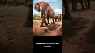 Amazing Fact: How Elephants Communicate Using Seismic Vibrations