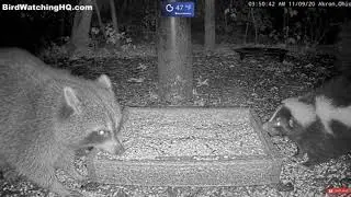 Skunk Stomps Won't Deter This Raccoon 🦨🦝 ... BWHQ Akron, OH #AKRON #RACCOON #SKUNKSTOMP