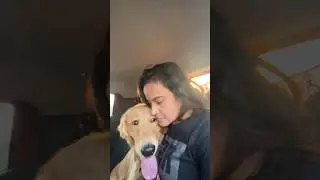 #31 simba injured ho gya😣☹️#shorts #ashortaday #minivlog #goldenretriever