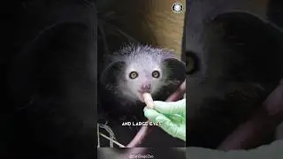 Ай-ай 🐒 Самый жуткий лемур!