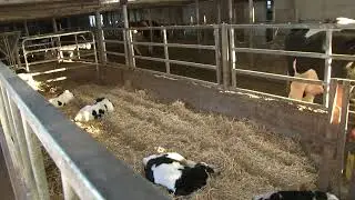 Brook-Corner Holsteins - 1/19/21