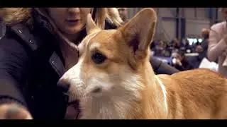 World dog show 2021 - prezentace