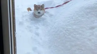 【柴犬】散歩から帰ってこなくて心配してたら家の庭ですごいことになってた。