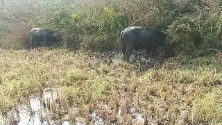 Dev Mahato