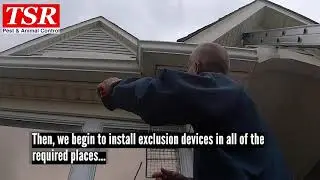 tsr pest control   how to remove raccoons from the attic