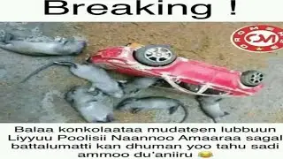 ODUU_Namni oduu kana Ilaalee hin kolfinee jira jedhe hin yaadu