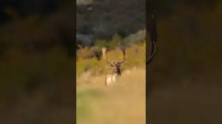 Beautiful fallow deer hunting in New Zealand