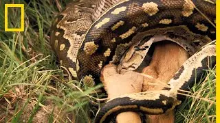 Ce python engloutit un impala