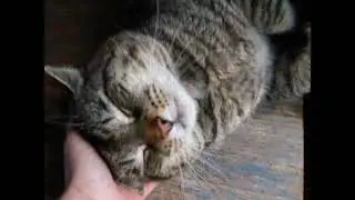 Happy Tabby Tabbs