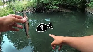On pêche avec UNE SARDINE dans ce TROU D'EAU ....et on est surpris !