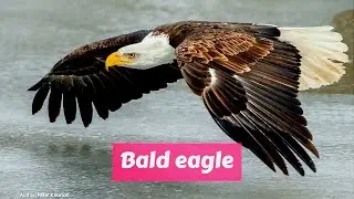 Bald eagle (Haliaeetus leucocephalus)