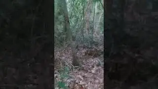 march 11.6.35 am.6.42.huli na.pang 8.huli sa pasuot ang ligaw🐓