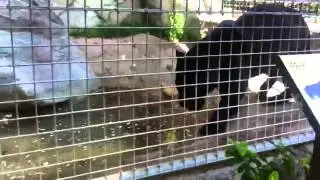 Here KITTY kitty... JAGUAR