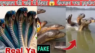 Kaliya Naag Yamuna Nadi|Kaliya Naag Vrindavan|Kaliya Naag News Real or Fek|Kaliya Naag Vrindavan New