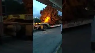 Huge tree transport | Bhagyalakshmi channel