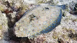 Peacock Flounder changing color on a St Kitts reef.