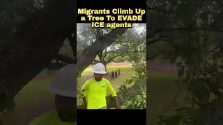 UP a Tree To EVADE ICE Agents