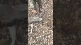 Deer Gets Up and Runs Away - Hunter Fails #shorts