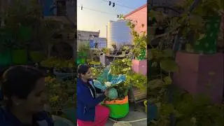 #harvestingvideo  #terracegardening  #vegetableharvesting  #rooftopgardening  #shorts