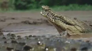 meet the philippine crocodile