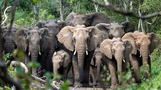 🦣 African Elephant: The Giant That Rules the African Wild | 4K Wildlife Documentary 🌍
