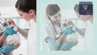 Rank on Page 1 of a search engine and Increase Your Animal Hospital&rsquo;s Online Visibility