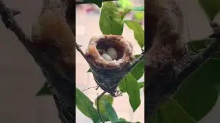 She laid eggs again&mdash;earlier than ever this year 🐦🌿 #hummingbird#hummingbirdnest #hummingbirdeggs