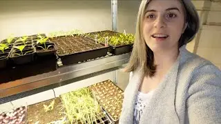 Seedling Bottom Leaves Turning Yellow | First Leaves vs. True Leaves