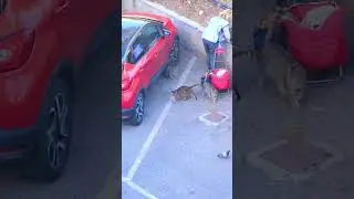 Everyday Hero: Italian Woman Cares for Stray Cats