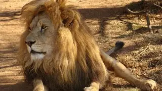 Where Do Lions Live? 🦁