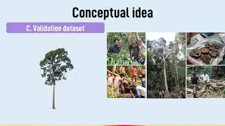 Tropical tree biomass equations from Terrestrial LiDAR