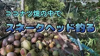 【タイ遠征】スラータニでチャドーを釣る！ココナツ畑にはやつらがいた！