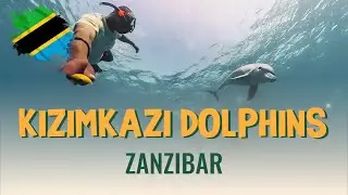 Swim with Dolphins in Kizimkazi | Zanzibar Dolphin Tour Experience with ExploreZanzi.com