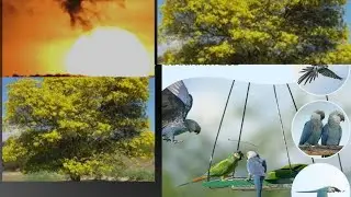 #Ararinha Azul- Reportagem BATV.
