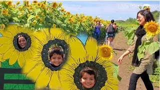 Outdoor Vlog - Pakistani mom in USA - Life with Nisa - Beautiful Sunflower field - Weekend Vlog