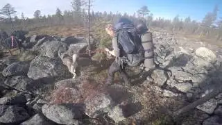 Koievandring i Pasvik