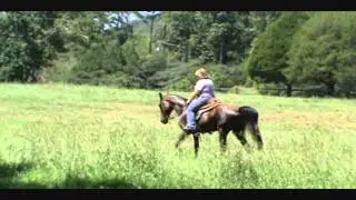 3 yr old TWH filly- FOR SALE- Barefoot- Trail Pleasure- Country Pleasure