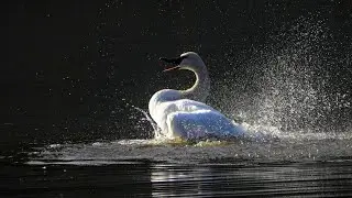 Trumpeter Swans Preening and Bathing Nanaimo, B.C. December 15, 2025