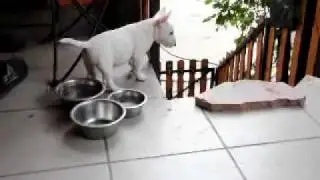 Miniature Bull Terrier puppy in Vitabull Kennel
