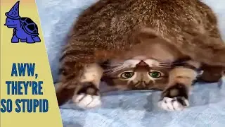 Latest Foolish Pets, Funniest Animals Clips - 27 | Funny Overall | | Best Hilarious | Derpy Animals