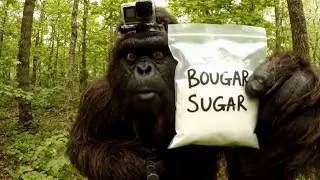 👃👣📹 Bigfoot Vlogs &mdash; &ldquo;FOUND THE BOOGER SUGAR&hellip; GONE CRAZY 💀&rdquo; | BIGFOOT MENTALITY 