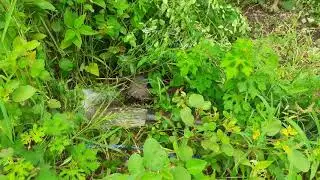 Zero Budget Natural Farming - India Desi Cow