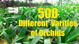Dendrobiums New Collections | Buy Orchids Online from www.potsandpetals.in