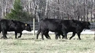 Coles Bend Cattle spring 2024 calving bred heifers for sale