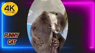 cute cat 🐈😺 funny moment 🤣😭#shorts