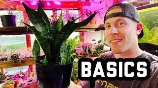 Snake Plant Care Guide for Beginners