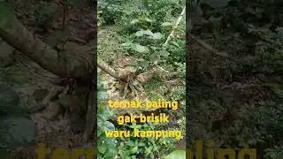 #prokar  #bonsai  bonsai waru bonsai kampung